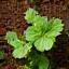 Coffee grounds being composted with garden plants